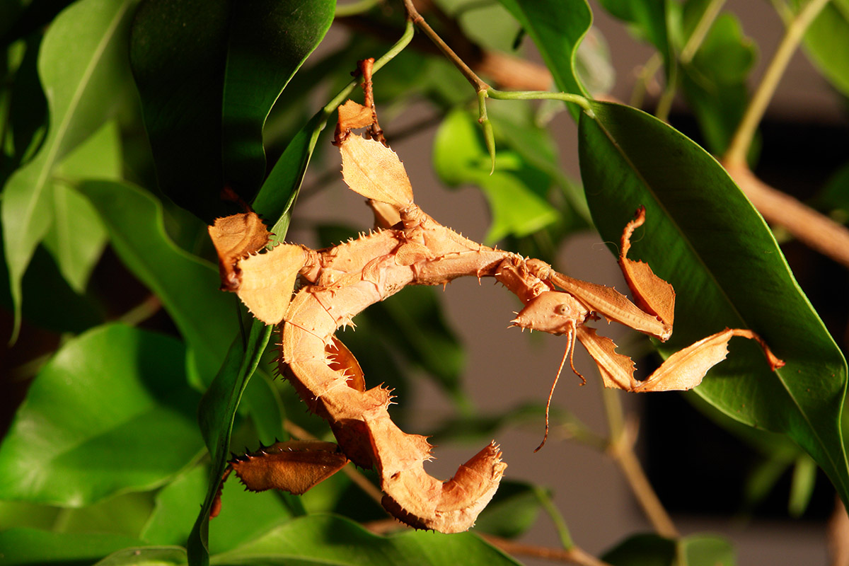 Spiny Leaf Insect | Perth Zoo